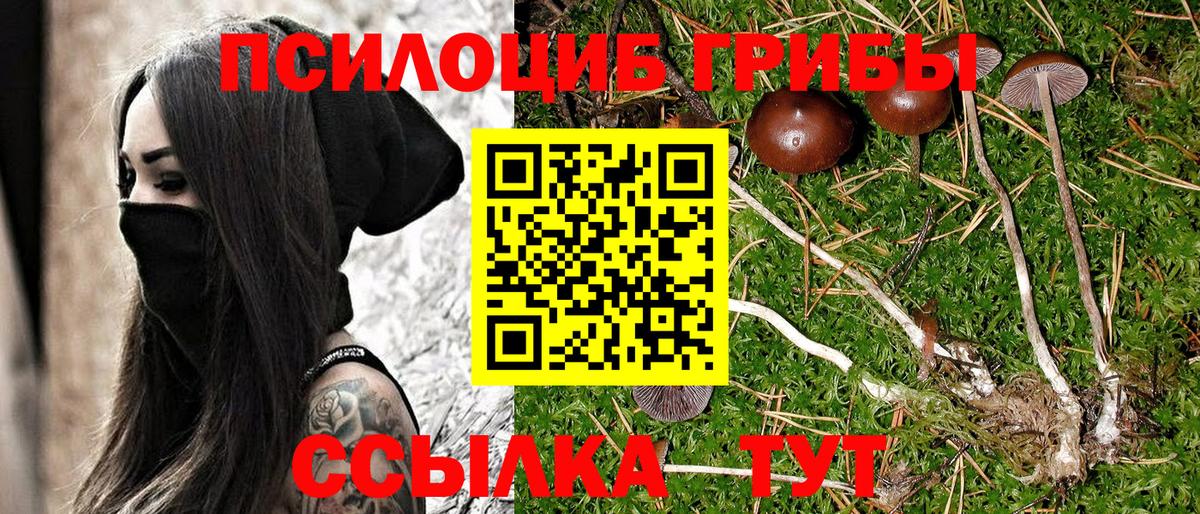 Полевской  Псилоцибиновые грибы Psilocybine cubensis  Вход с VPN 