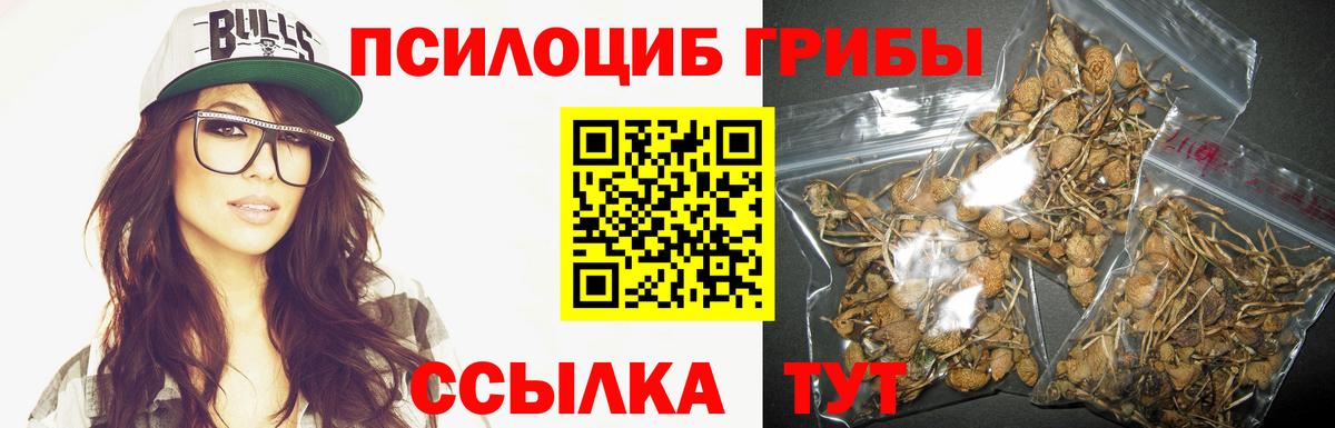 Псилоцибиновые грибы Cubensis Полевской